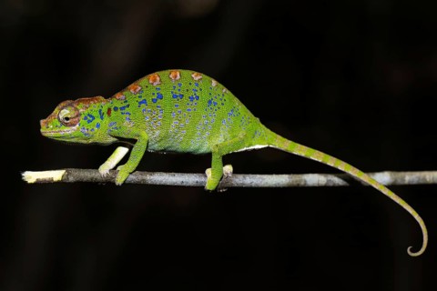 Labord's chameleon