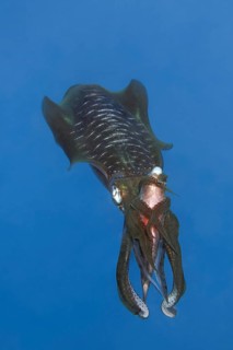 Bigfin reef squid