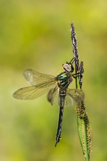 Alpine emerald