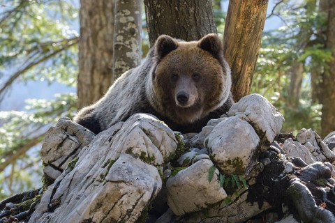 European brown bear or Eurasian Brown Bear