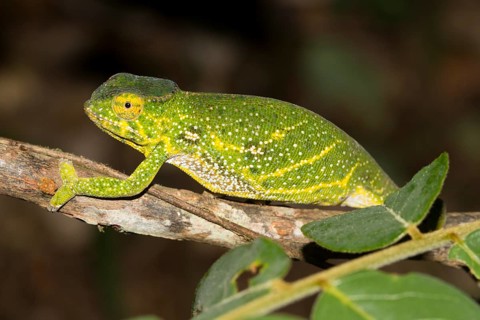 Canopy chameleon or Will's chameleon