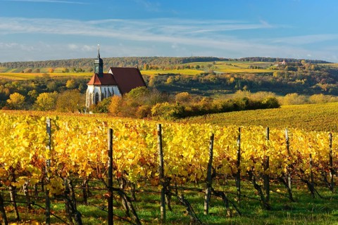 Vineyards in autumn
