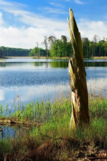 Dead wood on lake