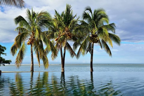 Palms