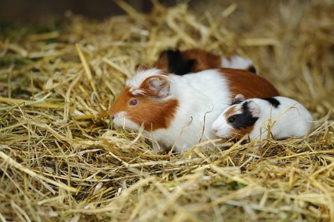 Domestic guinea pig