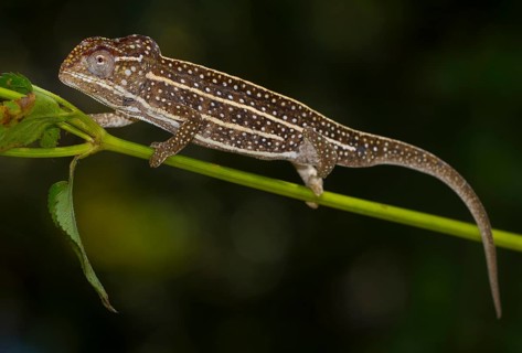 Jeweled Chameleon