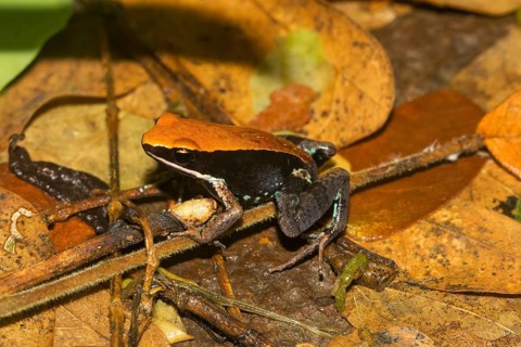 Mantellid frog