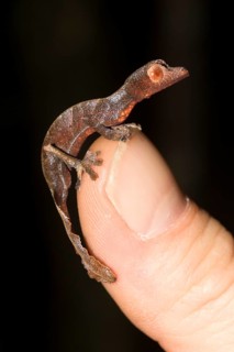 Uroplatus