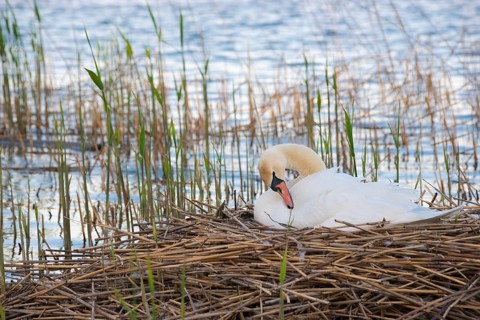 Mute swan
