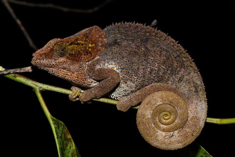 Short-horned chameleon