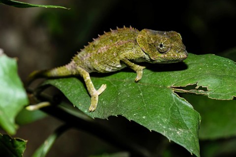 Short-horned chameleon