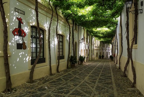 Calle Ciegos with trained vine and the Tio Pepe sherry plaque at the winery Bodega Gonzalez Byass