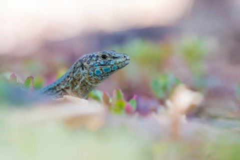 Dragonera lizard