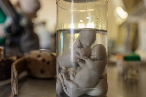 Preserved lion fetuses