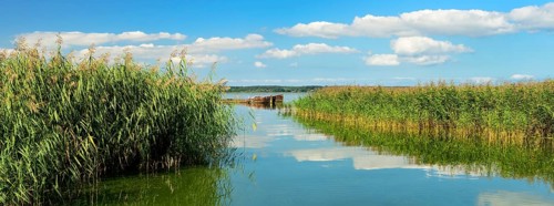 Reed belt along the Achterwasser