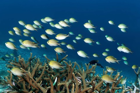 Swarm Ambon chromis