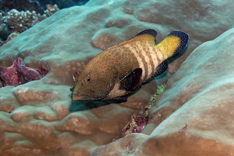 Peacock Grouper