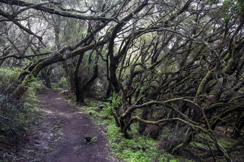 Moss-covered trees on a trail