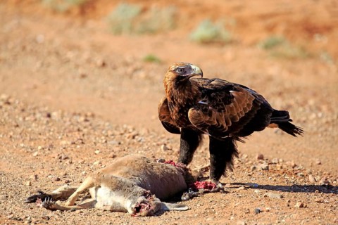Wedge-tailed eagle