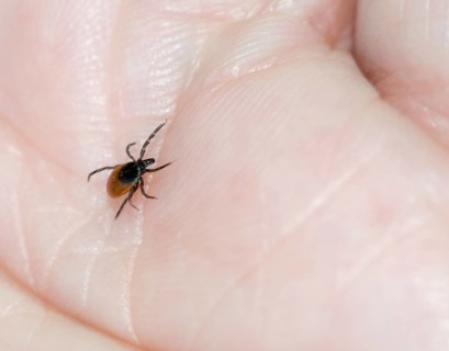 Castor Bean Tick
