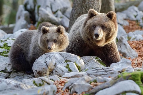 European brown bear or Eurasian brown bear