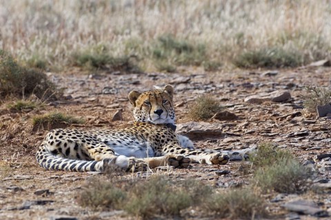 Cheetah