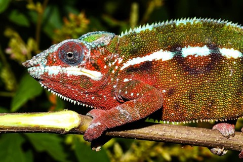 Male panther chameleon