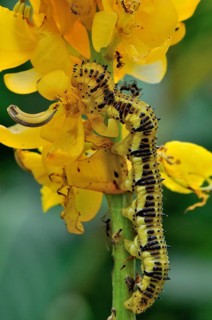 Orange-barred Sulphur