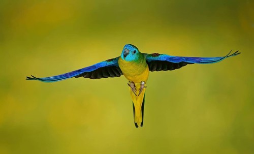 Turquoise parrot
