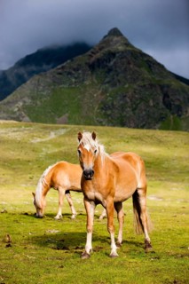 Haflingers