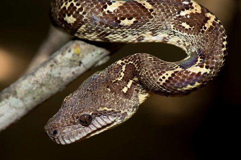 Madagascarboa