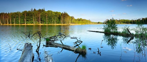 Dead wood in the lake