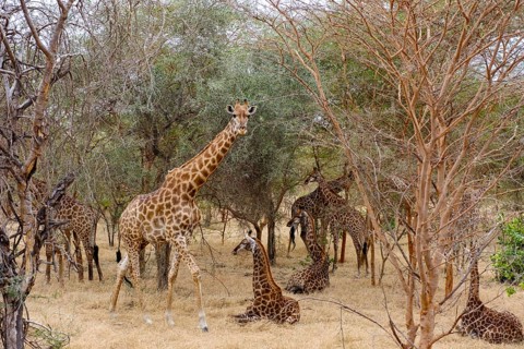 Giraffes family