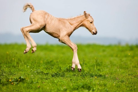 Palomino Morgan horse foal jumping