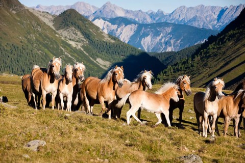 Dun Haflinger herd trotting