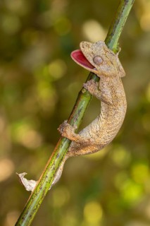 Gunter's flat-tail gecko