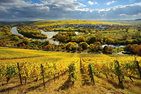 Vineyards in autumn