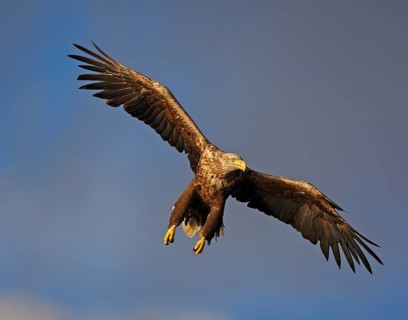 White-tailed eagle
