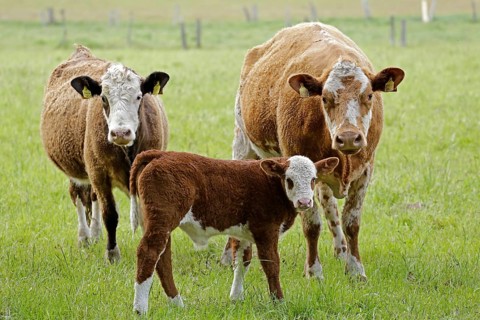 Cows with calf on pasture