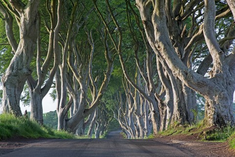 Beech tree avenue