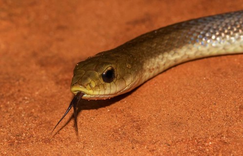 Blonde hognose