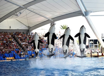 Orcas