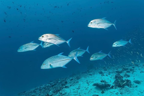 School of bluefin trevally
