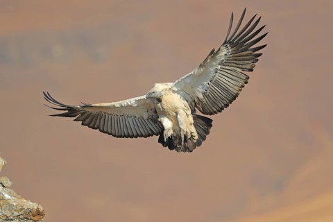 Cape vulture