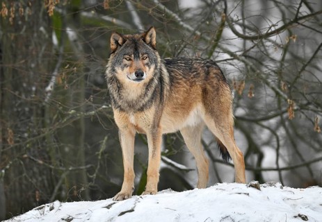 Eastern wolf