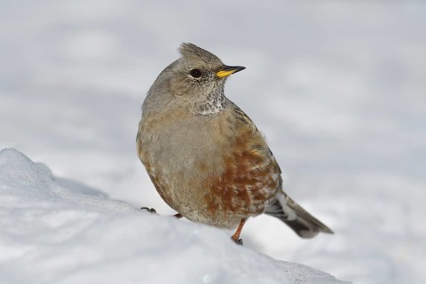 Alpine Accentor