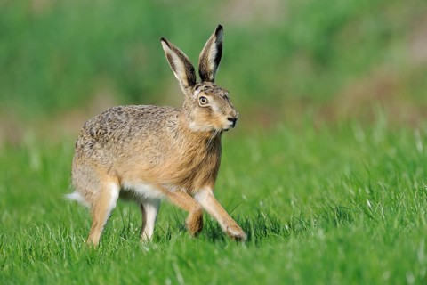 Scampering european hare