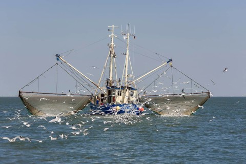 Fishcutter with casted nets at crabs catching