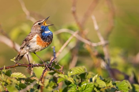 Bluethroat