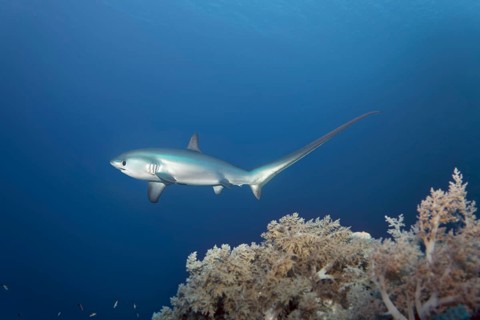 Common thresher